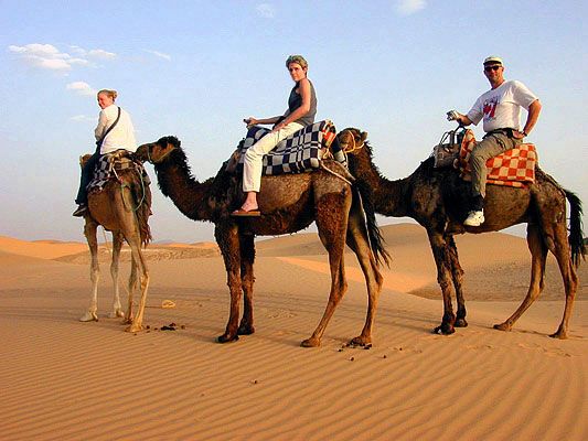 Camel ride in Taghazout